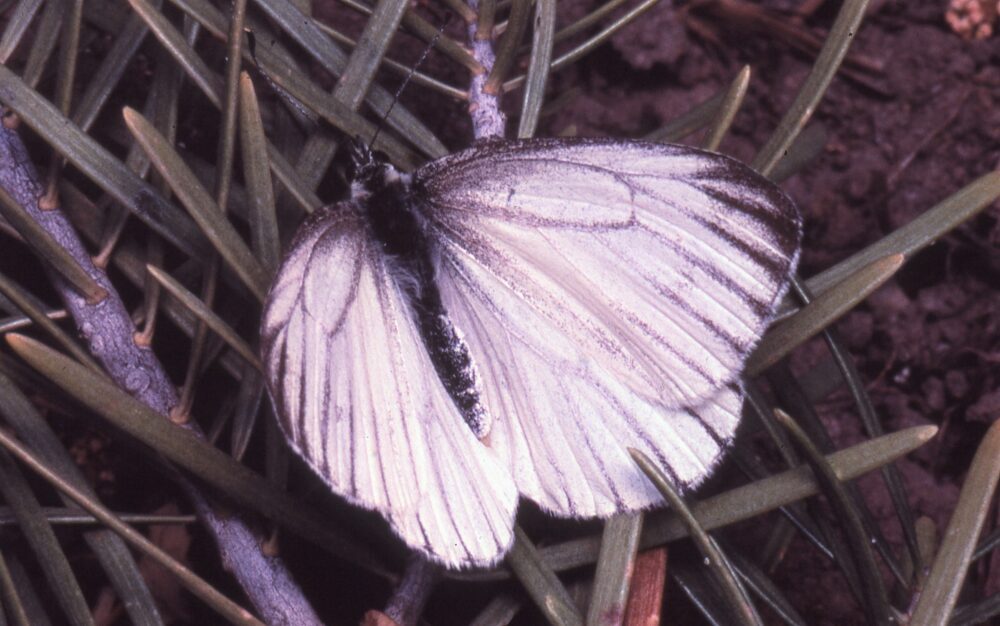 Butterflies of New Mexico: The Whites (Pieridae II: Pierinae) – Pajarito  Environmental Education Center