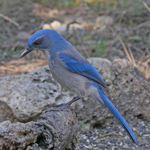 Woodhouse’s Scrub-Jay – Pajarito Environmental Education Center