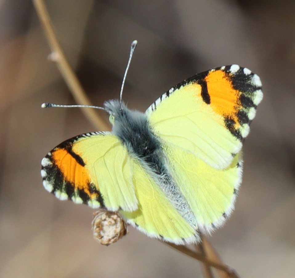 Western checkered white butterflies arrive in the Bemidji area