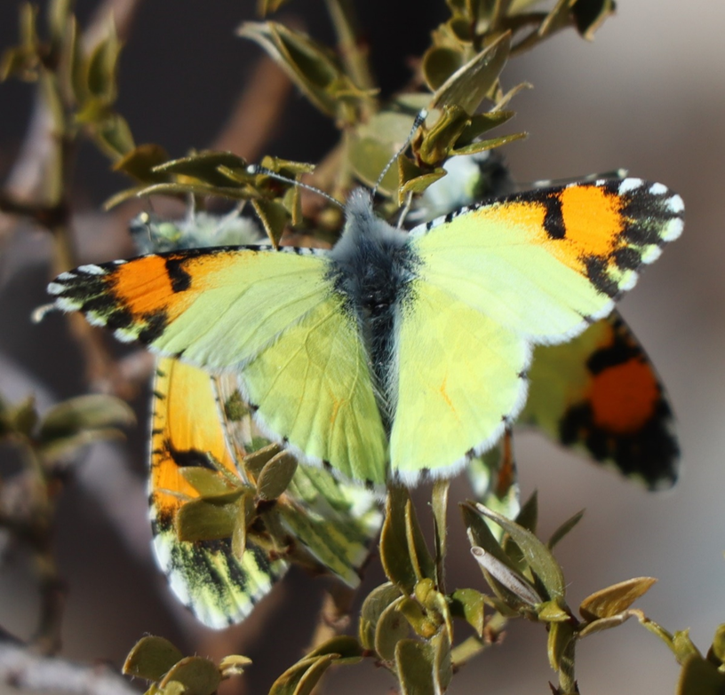 MATING PAIR OF SMALL WHITE BUTTERFLIES FLUTTERING THROUGH THE GARDEN