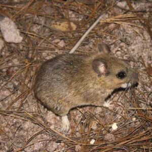 Woodrats – Pajarito Environmental Education Center