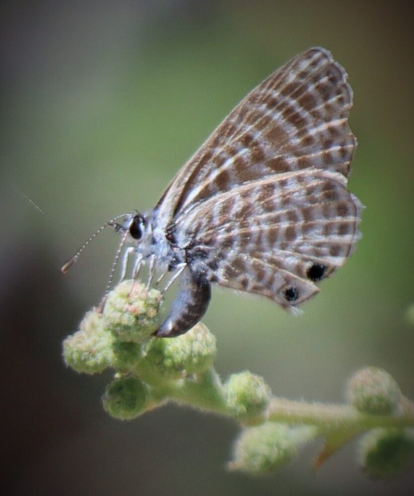 Lupine Blue Plebejus lupini (Boisduval, 1869)