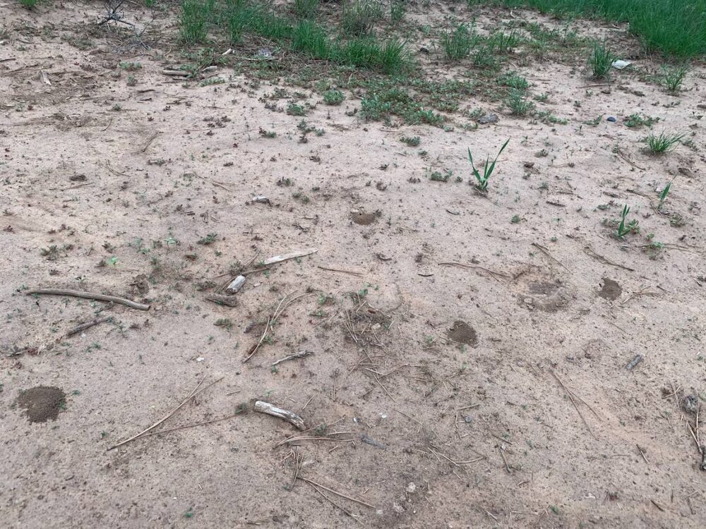 Digging Ants – Pajarito Environmental Education Center