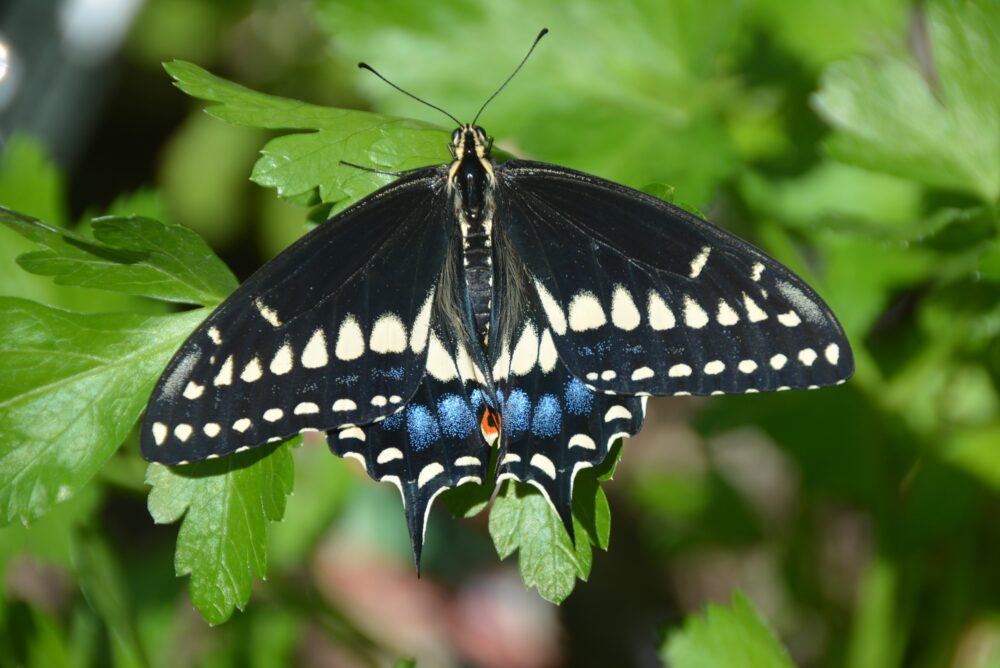 Butterflies of New Mexico: The Swallowtails (Papilionidae) – Pajarito ...