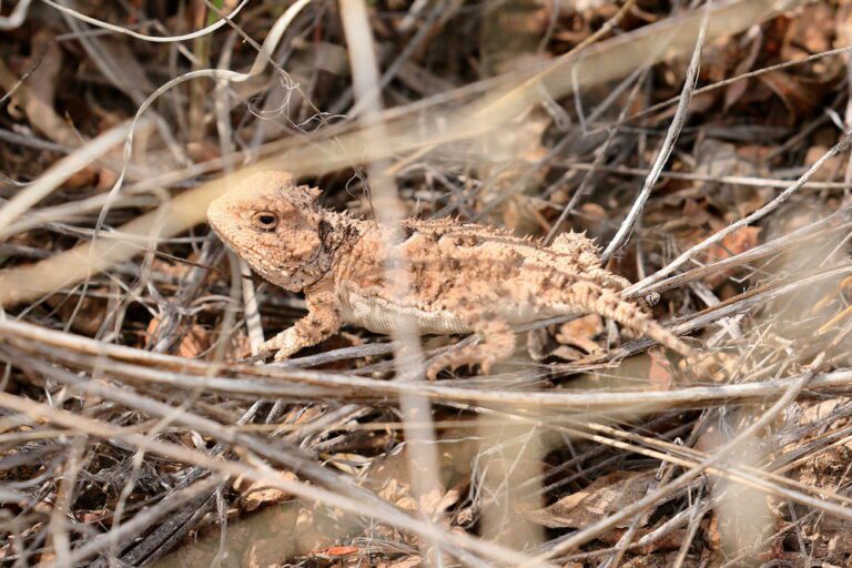 Featured Critter Hernandez’s Shorthorned Lizard Pajarito
