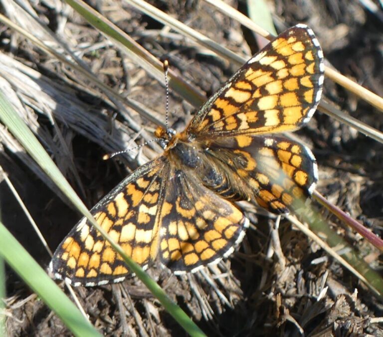 Checking in on Checkerspots – Pajarito Environmental Education Center