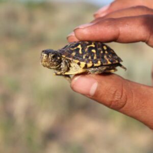 Western Box Turtle – Pajarito Environmental Education Center