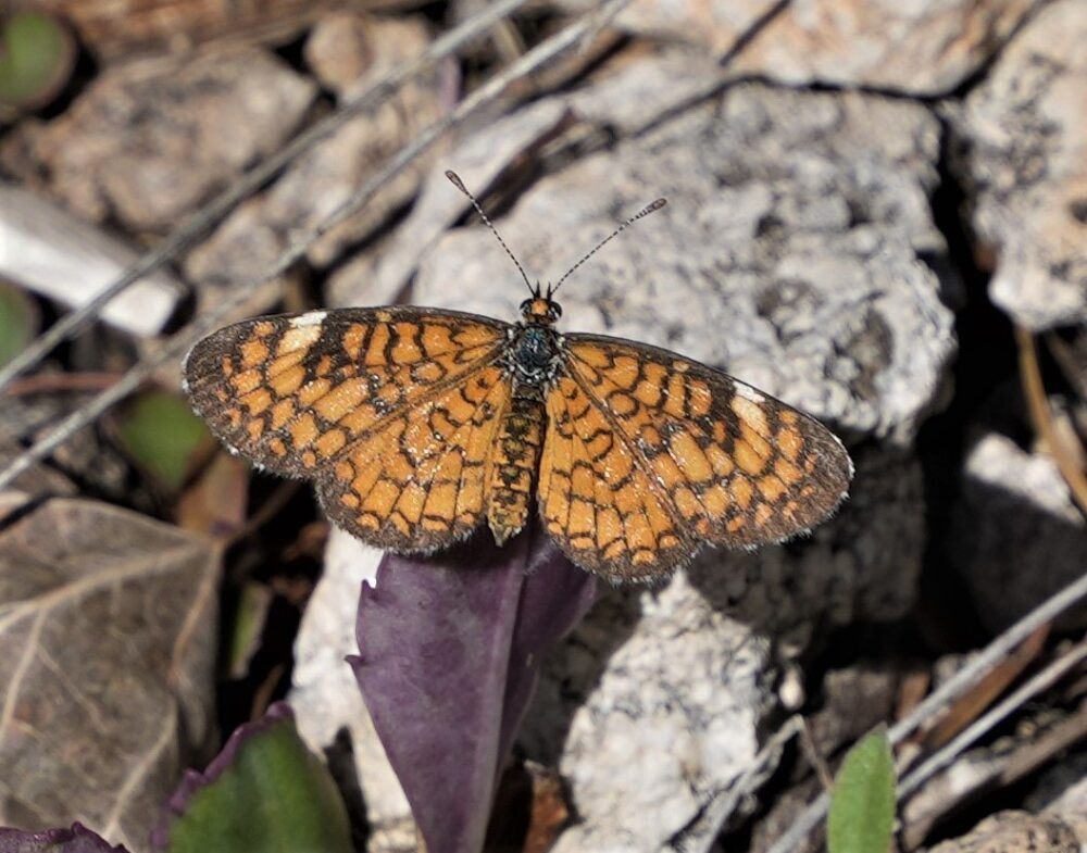 Peak Swallowtail Flood Ark – Pajarito Environmental Education Center