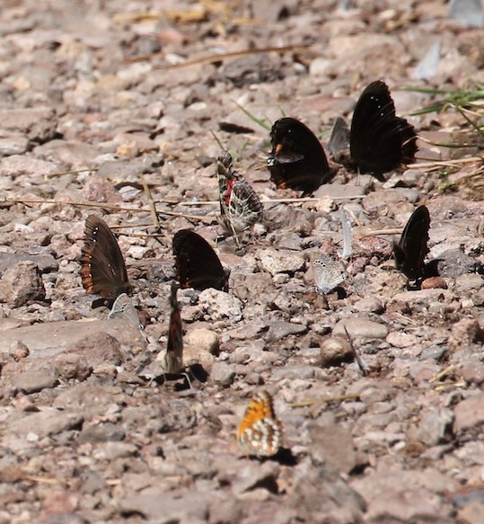 Professional Butterfly Net – Sagebrush Butterflies