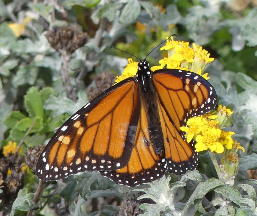 leo ~ butterfly! wonderful! on X: Autumn leaves can represent different  things to different people. To Monda, it was a symbol of his own failures  in life. But after listening to Mashiro's