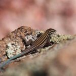 Whiptail Shell Whiptails – Pajarito Environmental Education Center