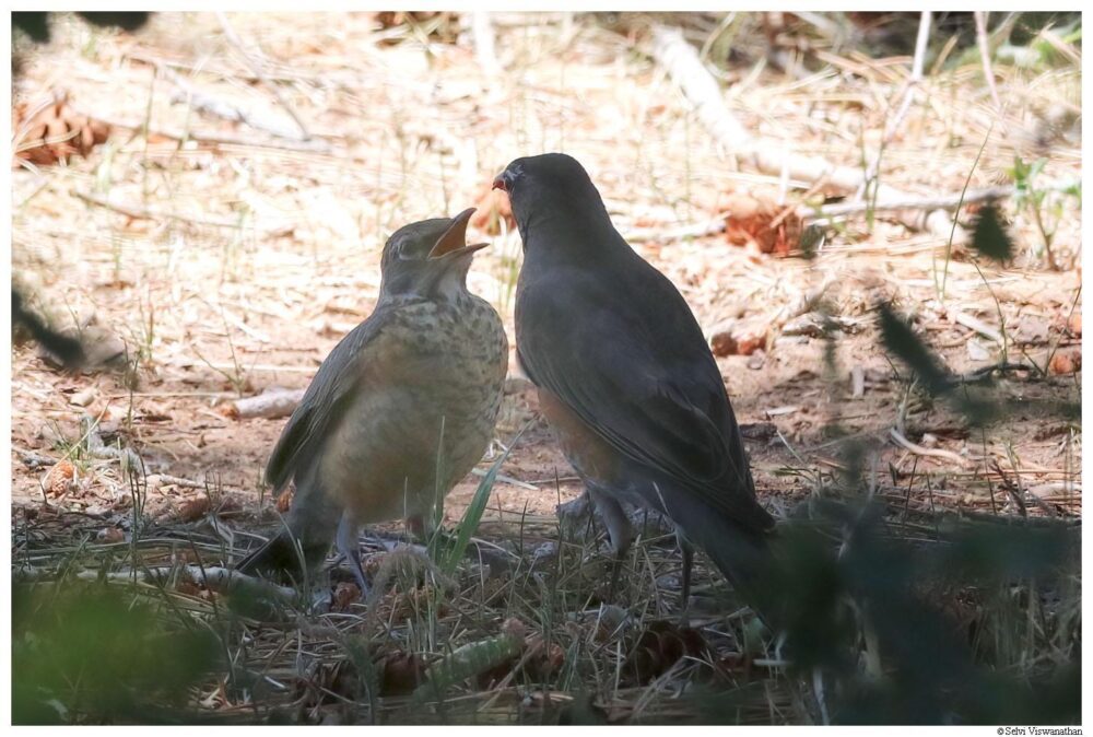 My Rare Red Breasted Robins – Pajarito Environmental Education Center