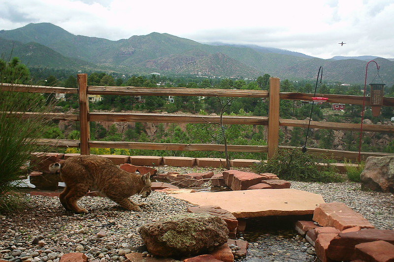 Bobcat – Pajarito Environmental Education Center