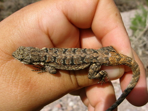 Tree sales lizard pet