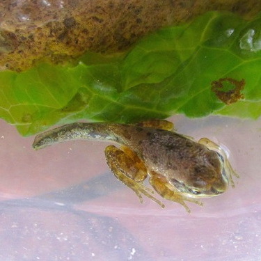 Chorus Frogs – Pajarito Environmental Education Center