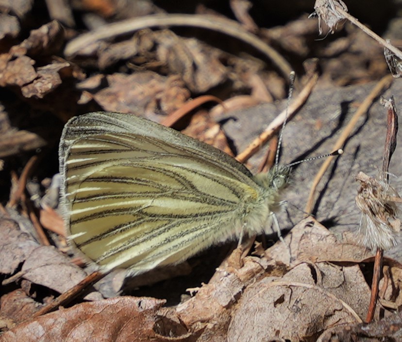 Butterflies of New Mexico: The Whites (Pieridae II: Pierinae) – Pajarito  Environmental Education Center