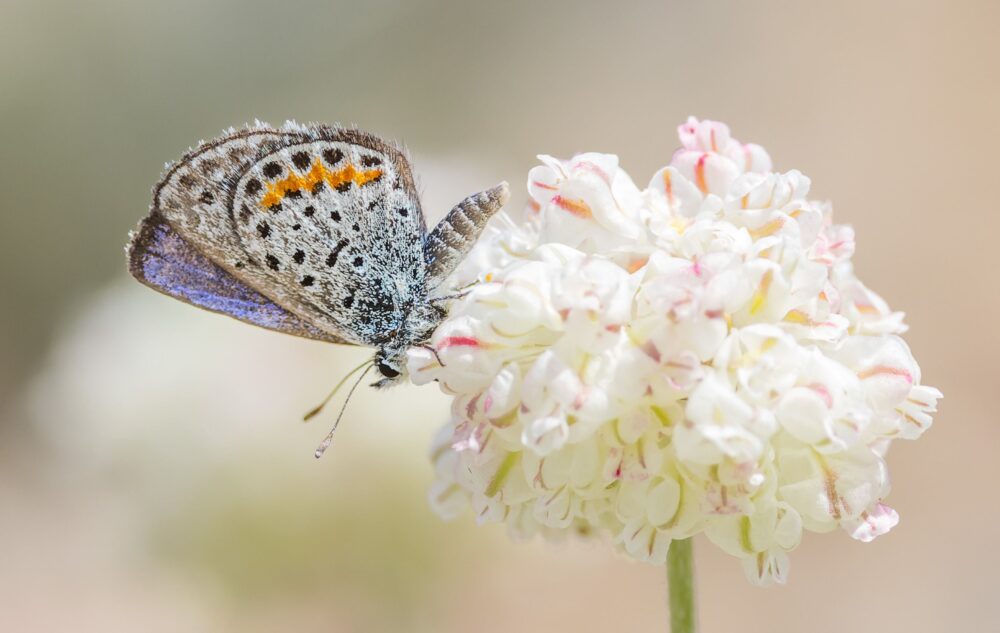 On Gossamer Wings: The Lycaenidae Butterflies - Native Plant Nursery, Novato