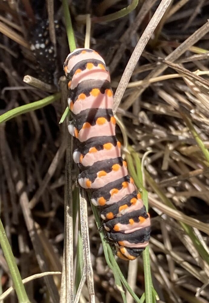 papilionidae larvae