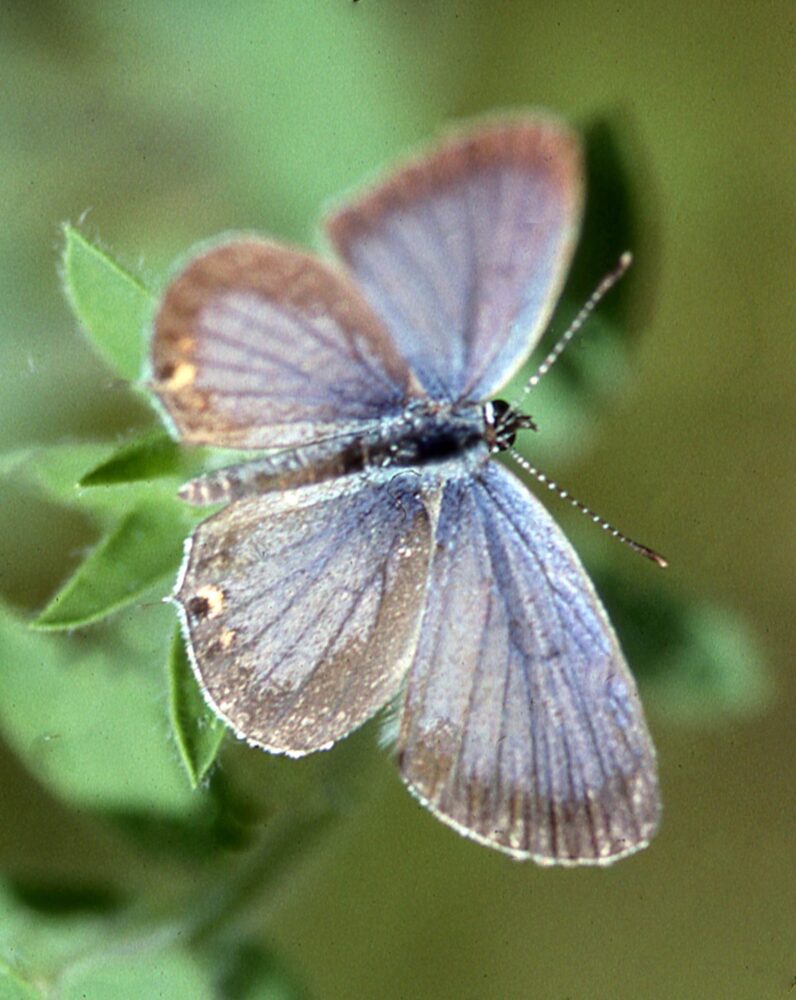 On Gossamer Wings: The Lycaenidae Butterflies - Native Plant Nursery, Novato