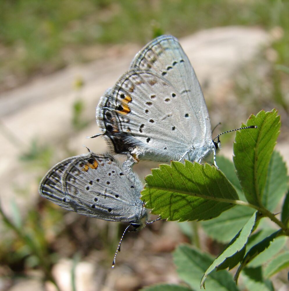 Lupine Blue Plebejus lupini (Boisduval, 1869)