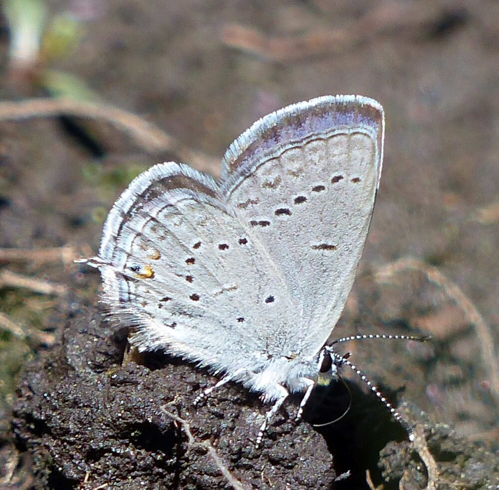 On Gossamer Wings: The Lycaenidae Butterflies - Native Plant Nursery, Novato