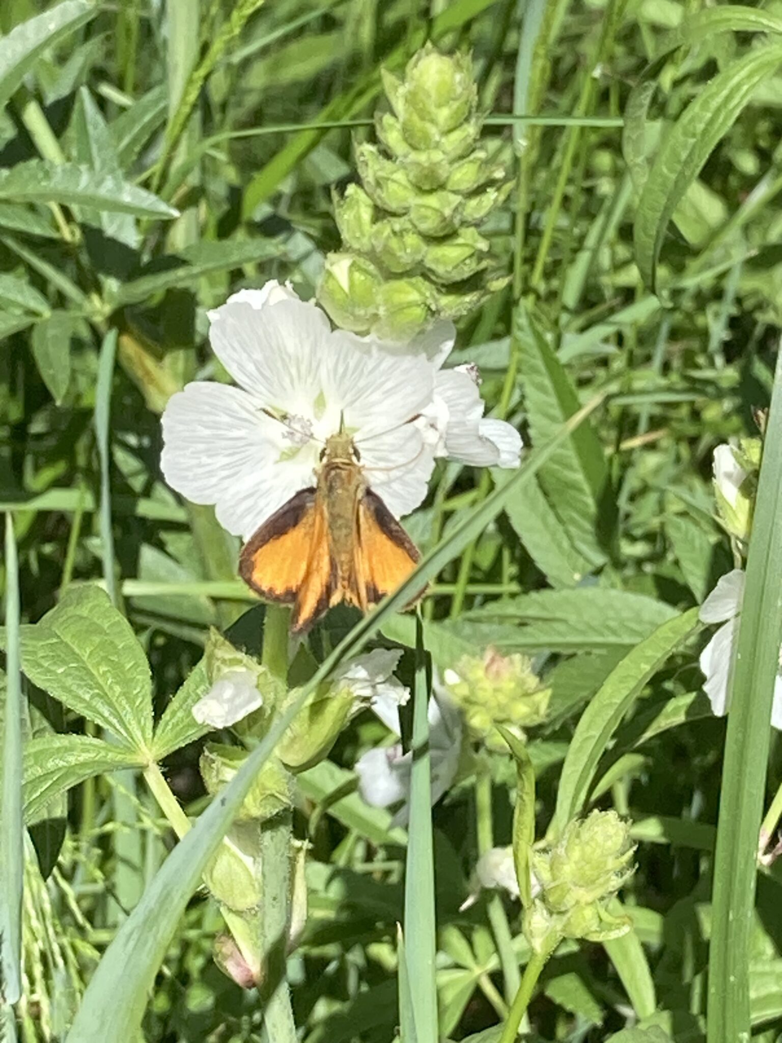 Bee City Los Alamos An affiliate of the Xerces Bee City USA project