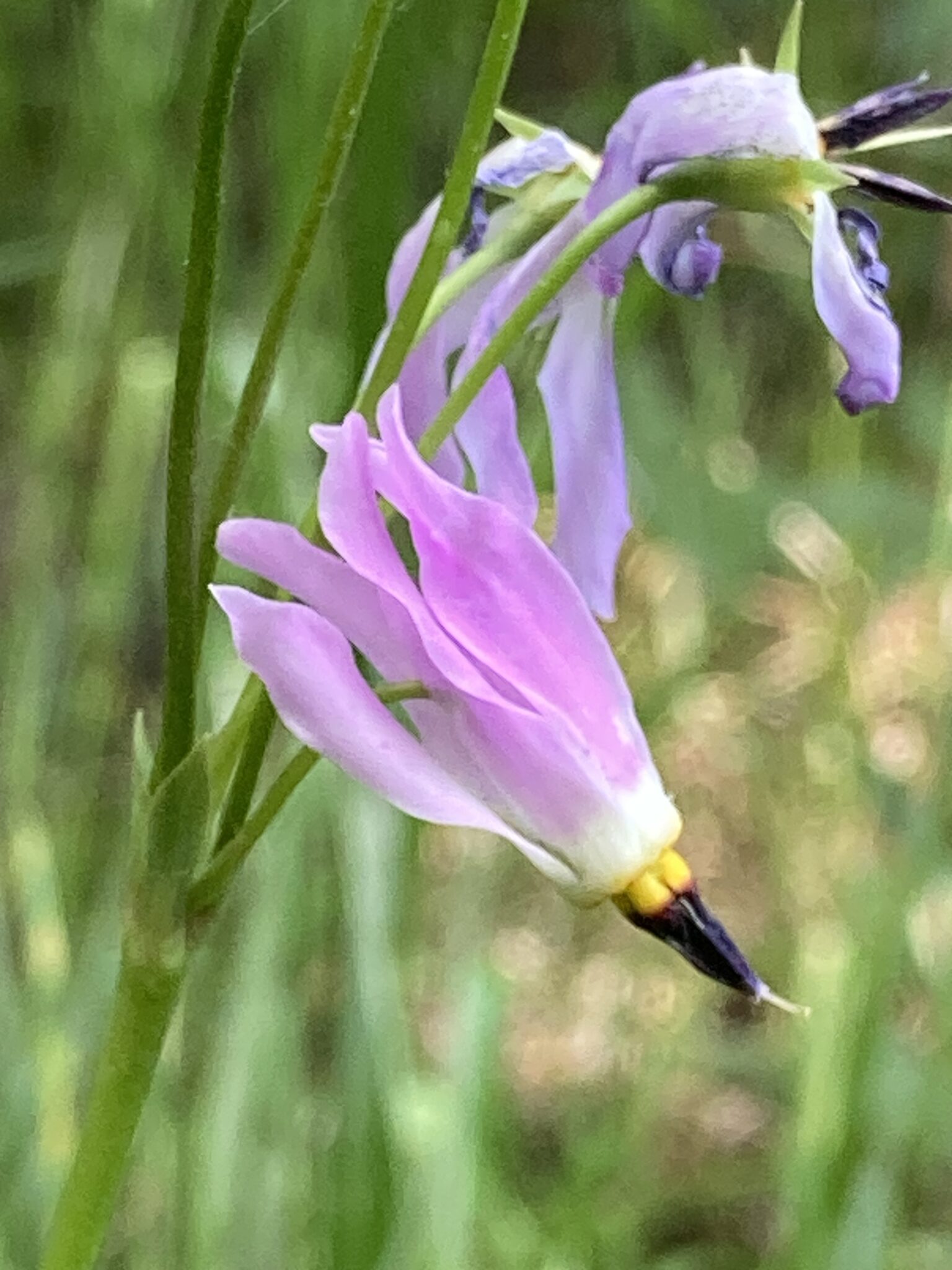 Bee City Los Alamos An affiliate of the Xerces Bee City USA project
