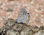 Lupine Blue (Icaricia lupini) on mountain lion (Puma concolor) scat. Socorro Co., NM (photo by Rob Wu)