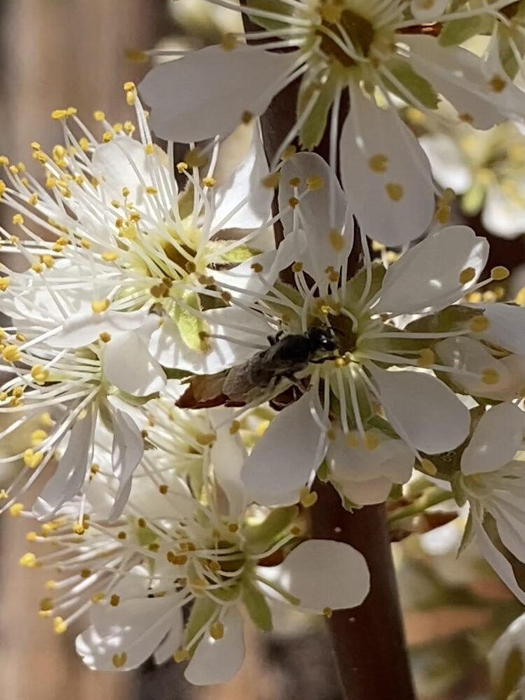 Miner Bee on Choke Cherry bloom in early spring