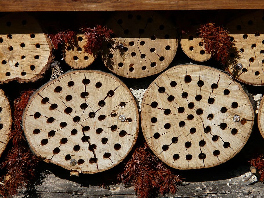 Pencil-sized holes drilled into logs for bee housing habitat