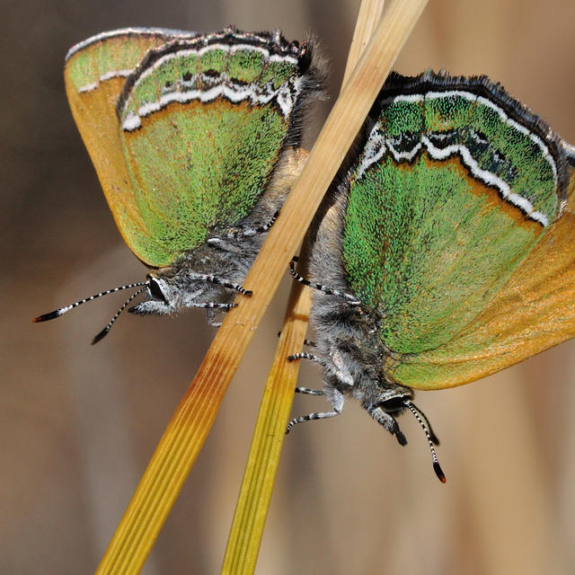 Two Sandia Hairstreak butterflies rest on grass stalks
