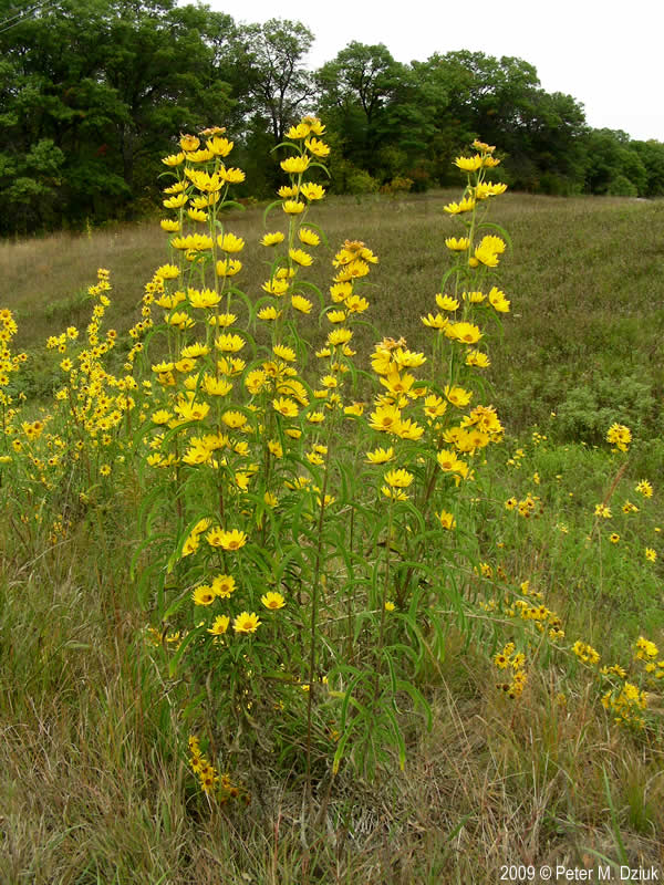 Yellow Maximillian Sunflowers in meadow