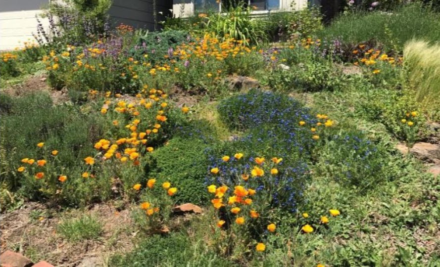 Backyard pollinator friendly garden with variety of flowering plants
