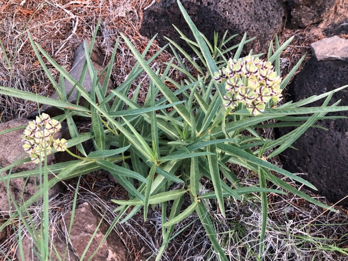 Group of Antelopehorn Milkweed flowers and leaves seen from the side |Photo by Jenna Staneck