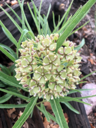 Dense flowers on an Antelopehorn Milkweed see from the top |Photo by Jenna Staneck