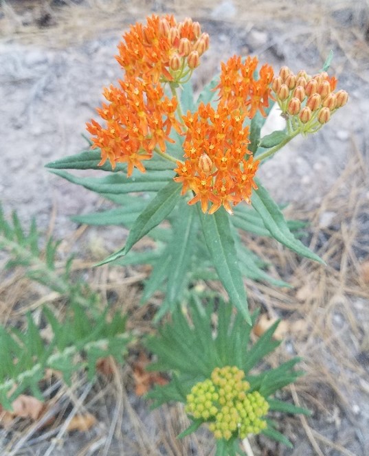 Orange Butterflyweed flowers seen from above | Photo by Jenna Staneck