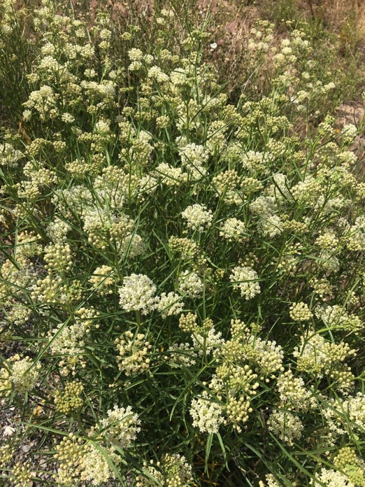 Clusters of white Horsetail Milkweed | Photo by Jenna Staneck