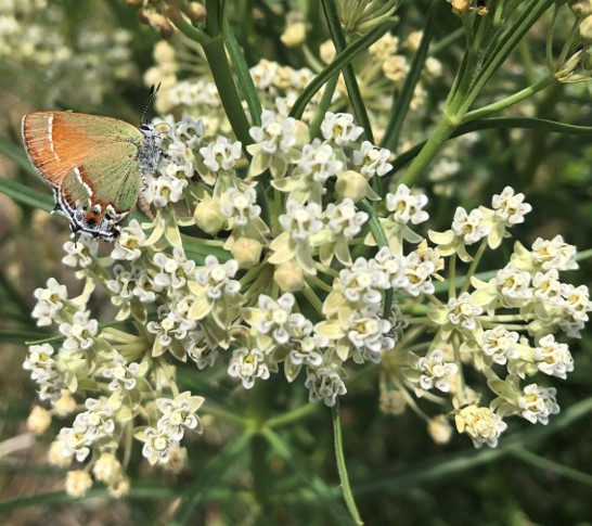 Clusters of white Horsetail Milkweed | Photo by Jenna Staneck