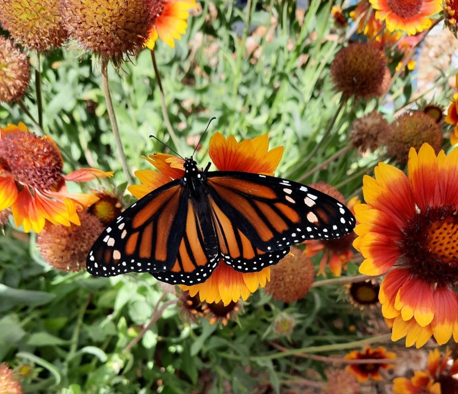 Open monarch butterfly seen from the top on golden and orange flowers | Jenna Staneck