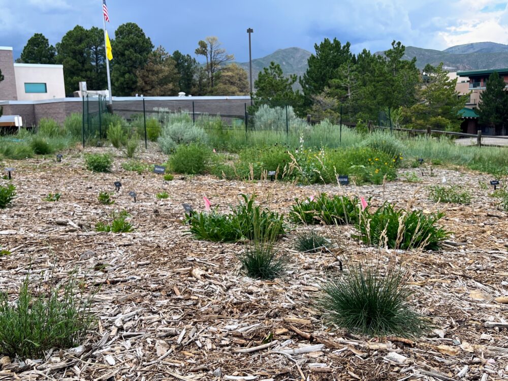 View of mulched garden with plants and a building and mountains in the background.
