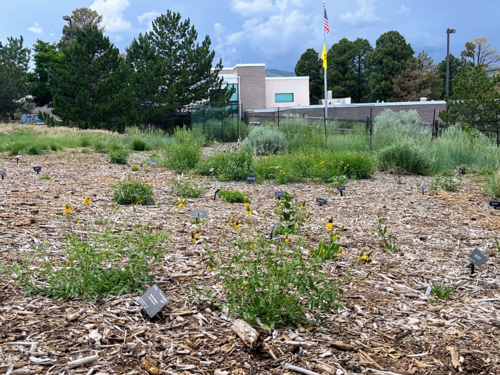 View of a mulched garden with a building in the background