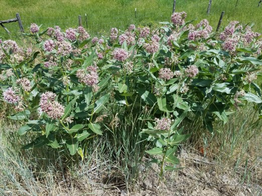 Several pink Showy Milkweed flower clusters | Photo by Jenna Staneck