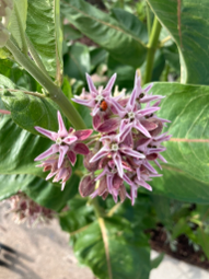 Bright pink flower cluster of a showy milkweed | Photo by Jenna Staneck
