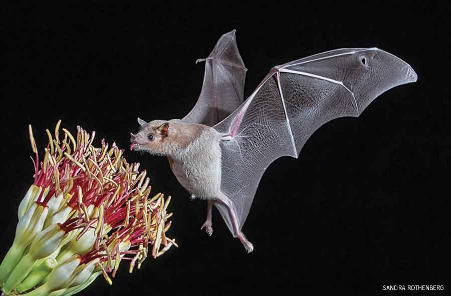 Bat at night eating nectar from flower.