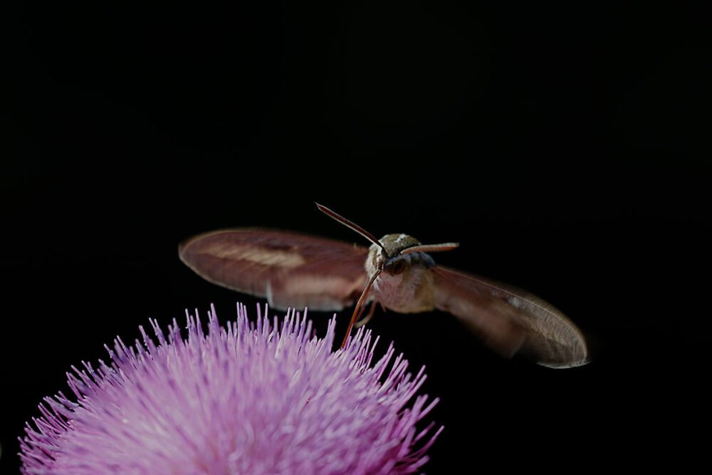 Sphinx moth at night sipping nectar from purple thistle