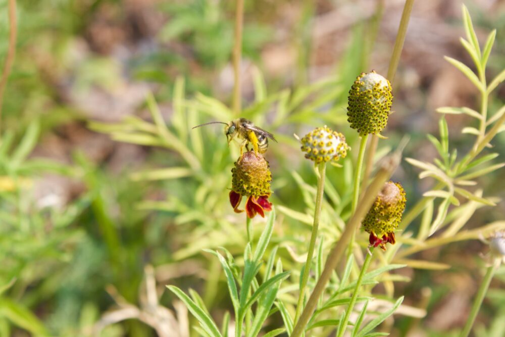 Bee with scopa full of pollen landing on a Mexican Hat flower