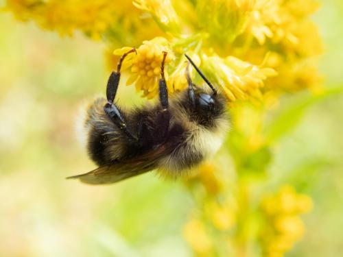 A close up of a fuzzy bumble bee with black legs and stripes