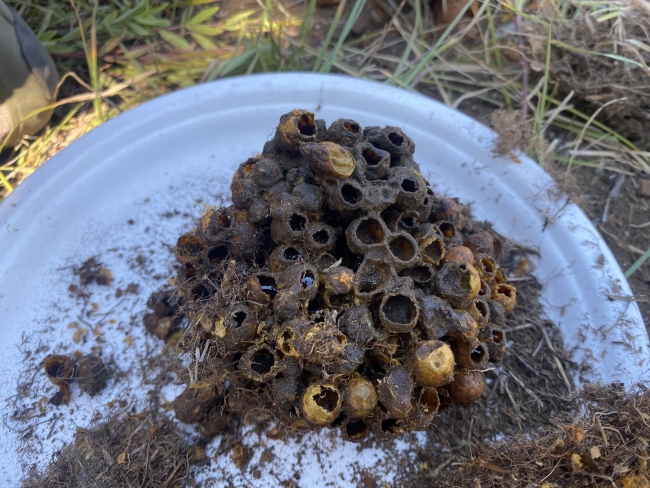 Small round chambers of an excavated Western Bumble Bee nest