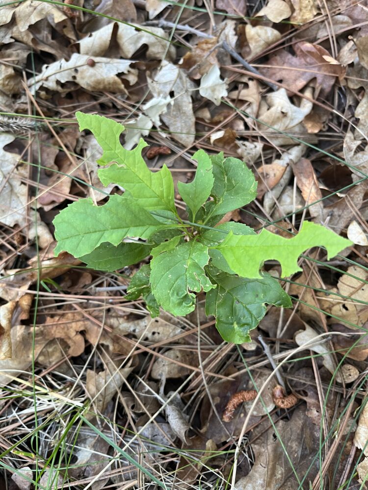 Green leaves with circular cut outs made from a leafcutter bee in Los Alamos County