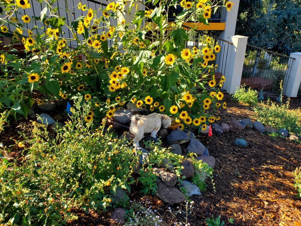 View of sunflowers and bird house surrounded by low hills
